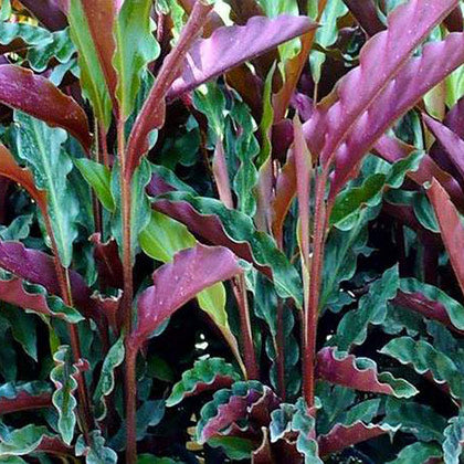 Calathea Rufibarba