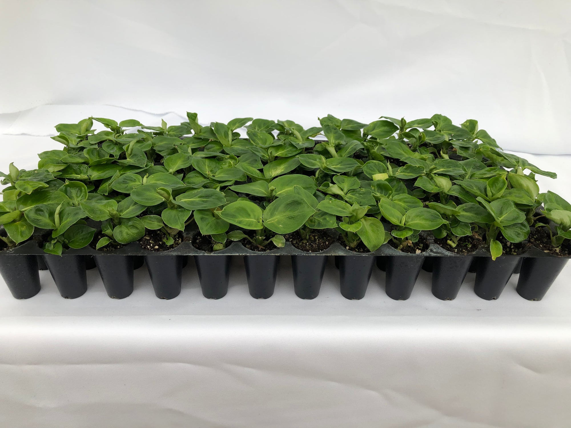 Dieffenbachia 'Camille' 72 cell