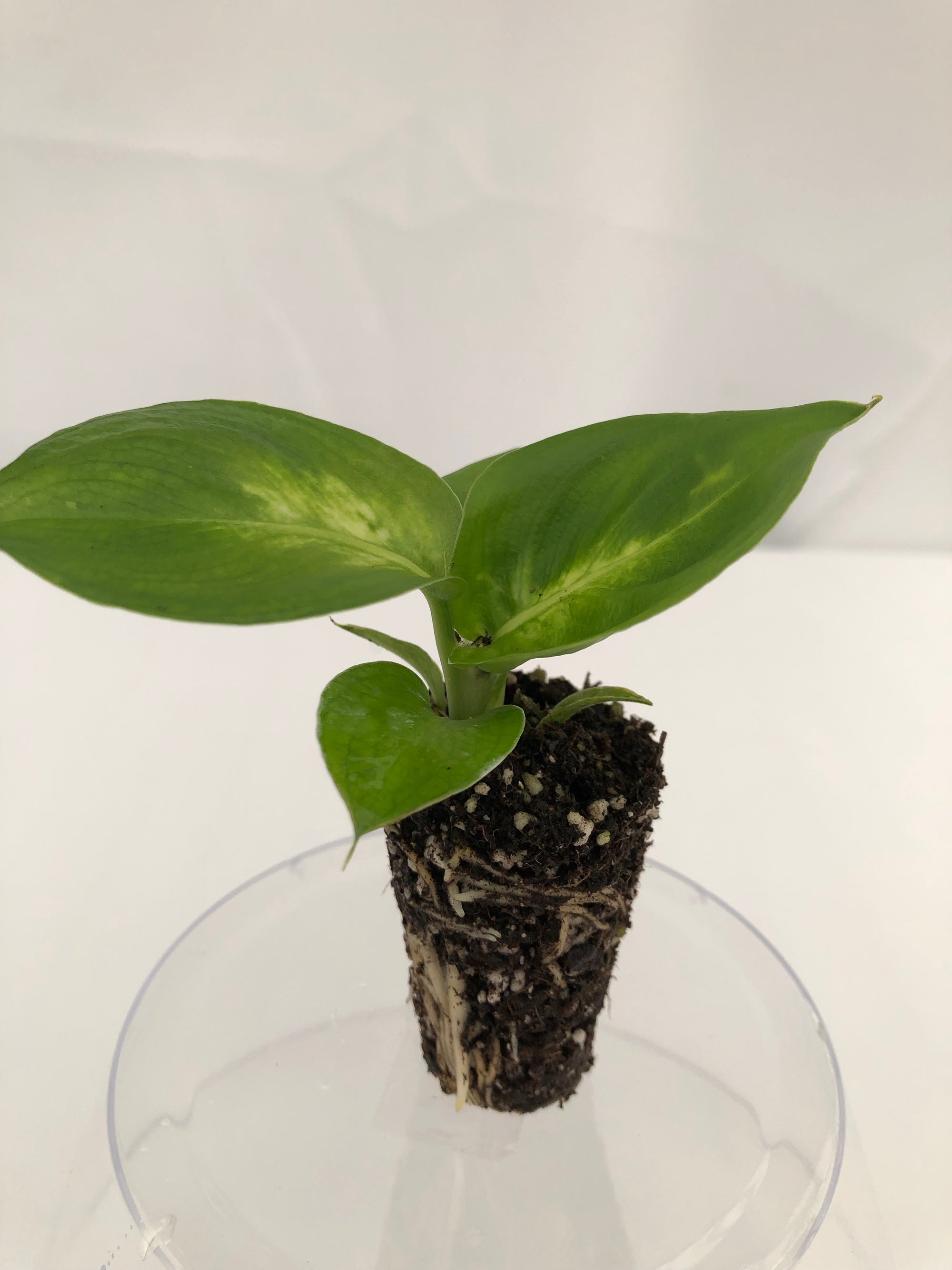 Dieffenbachia 'Camille' 72 cell