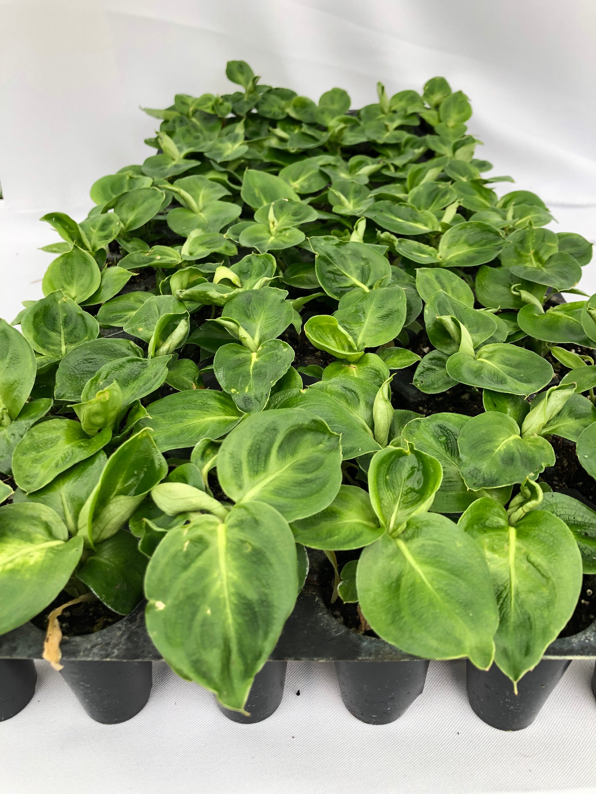 Dieffenbachia 'Camille' 72 cell