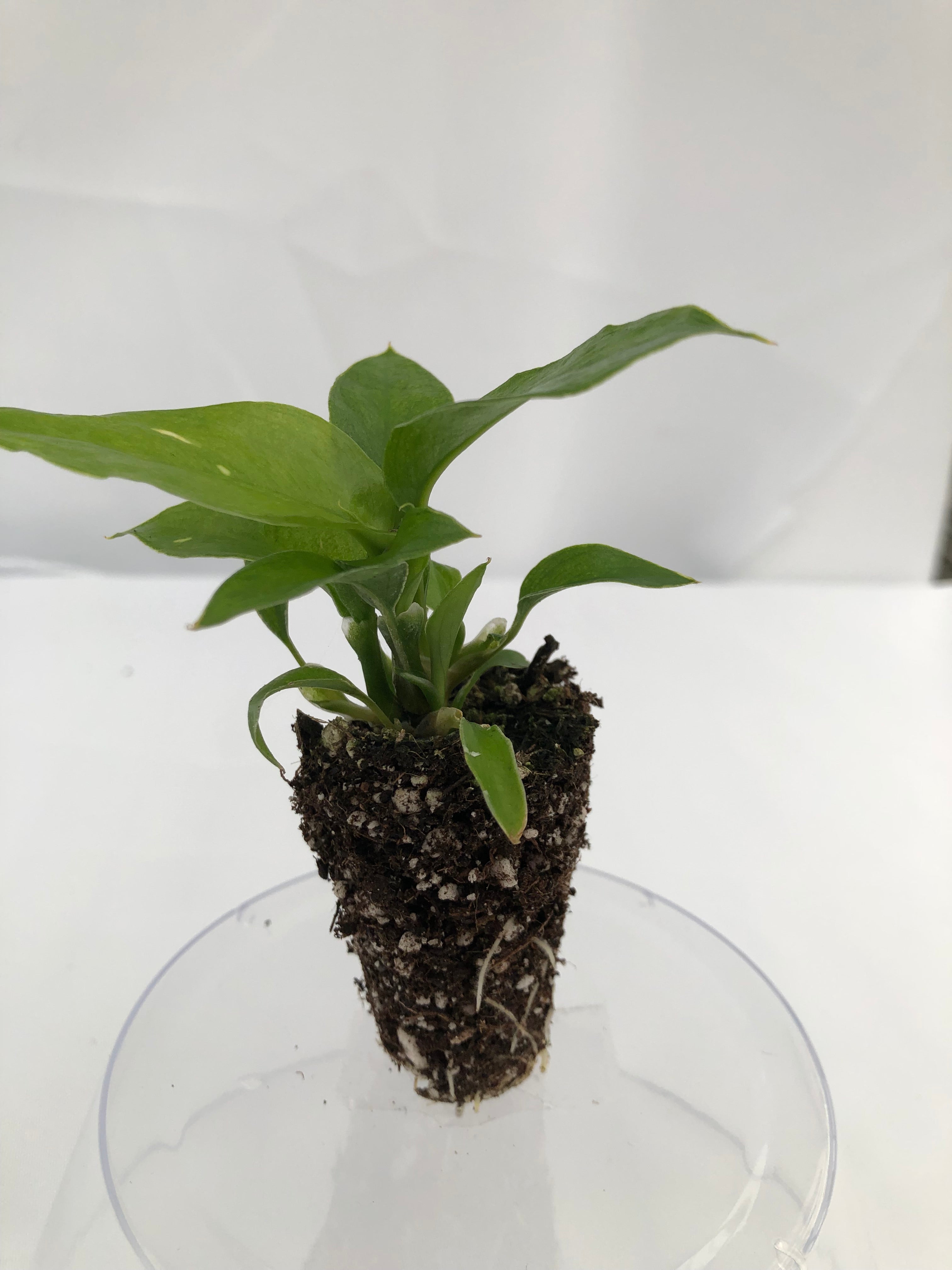dieffenbachia plant for sale Dieffenbachia 'Star Bright' 72 cell