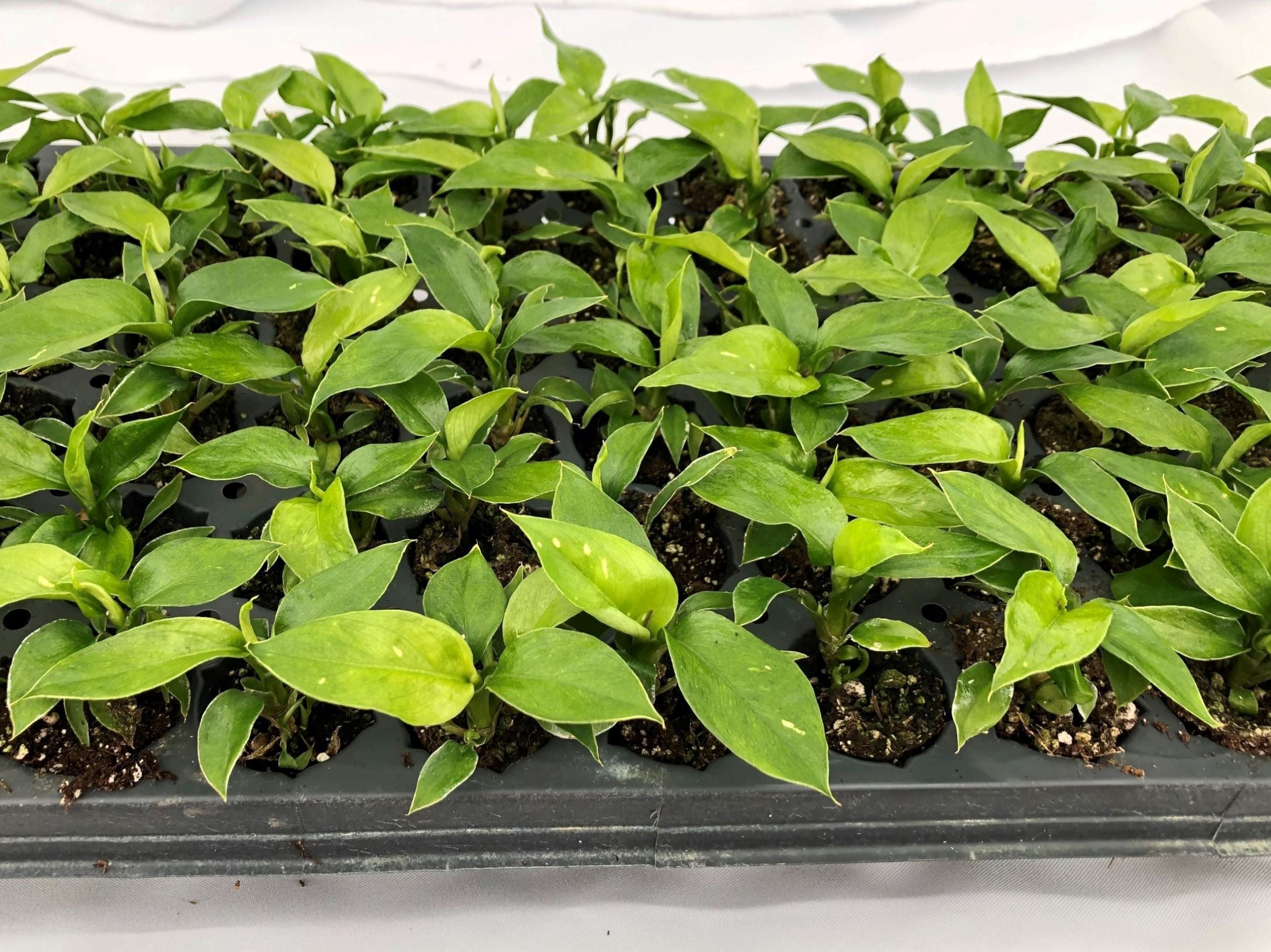 dieffenbachia plant for sale Dieffenbachia 'Star Bright' 72 cell