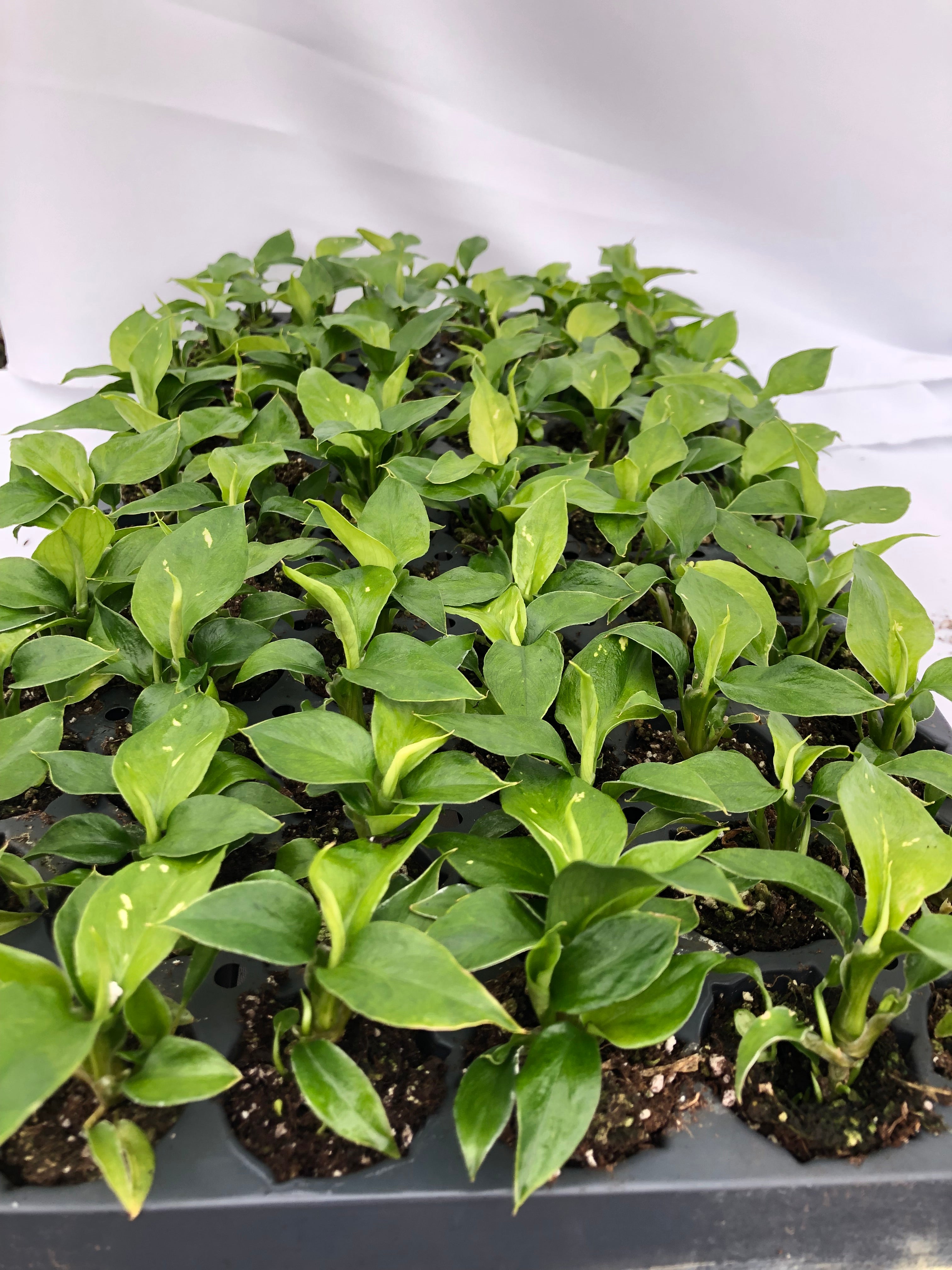 dieffenbachia starbright Dieffenbachia Star Bright For Sale, Wholesale Plants