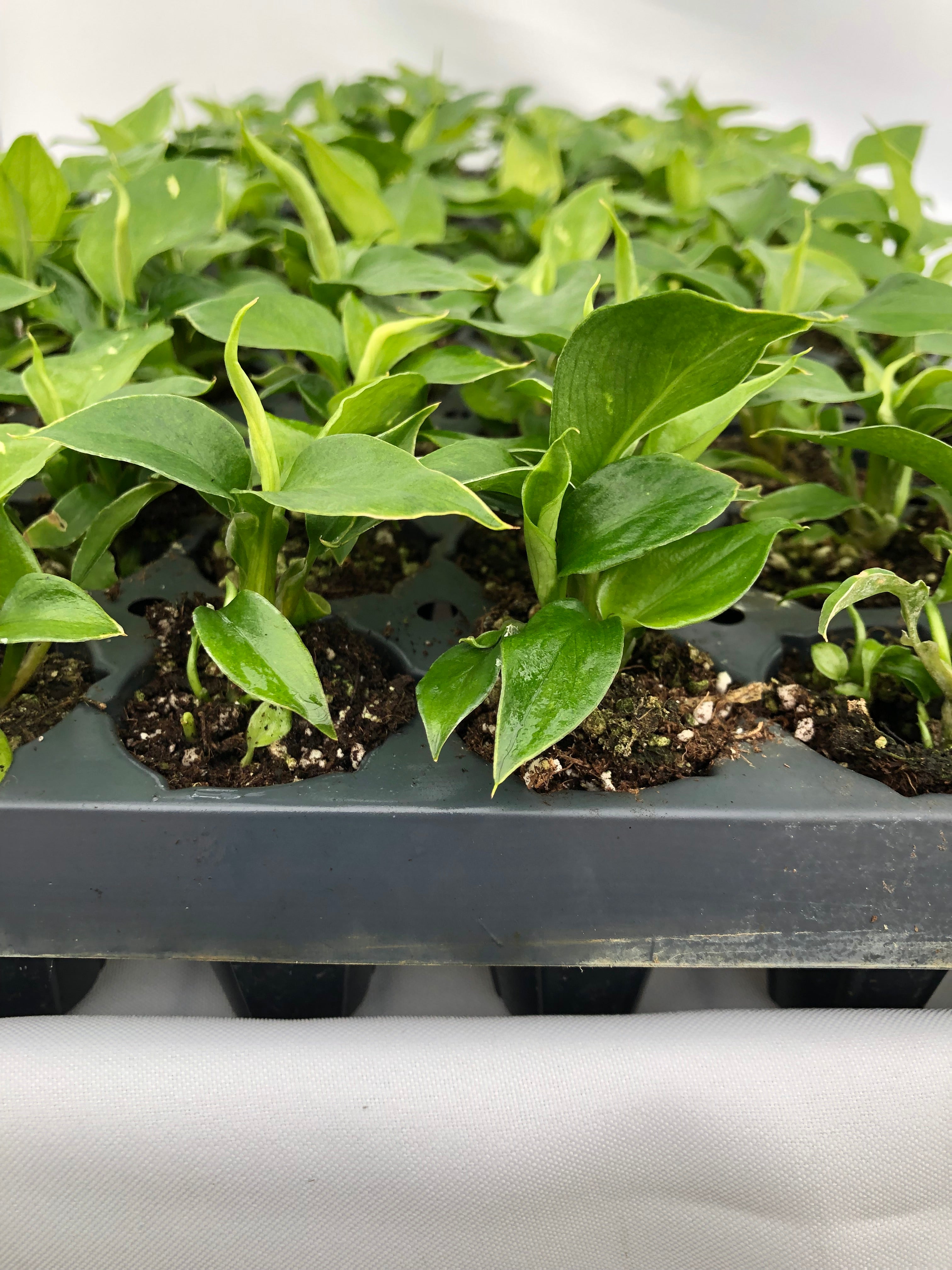 dieffenbachia bright star Dieffenbachia 'Star Bright' 72 cell