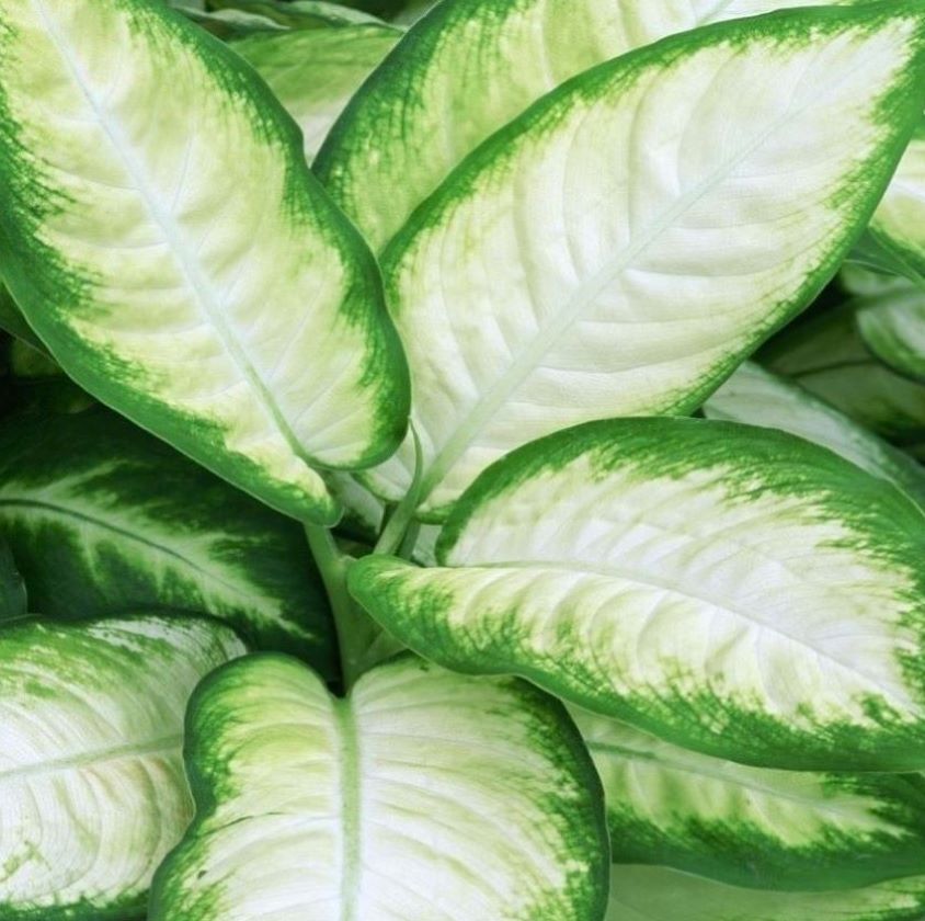 Dieffenbachia 'Tropic Marianne'