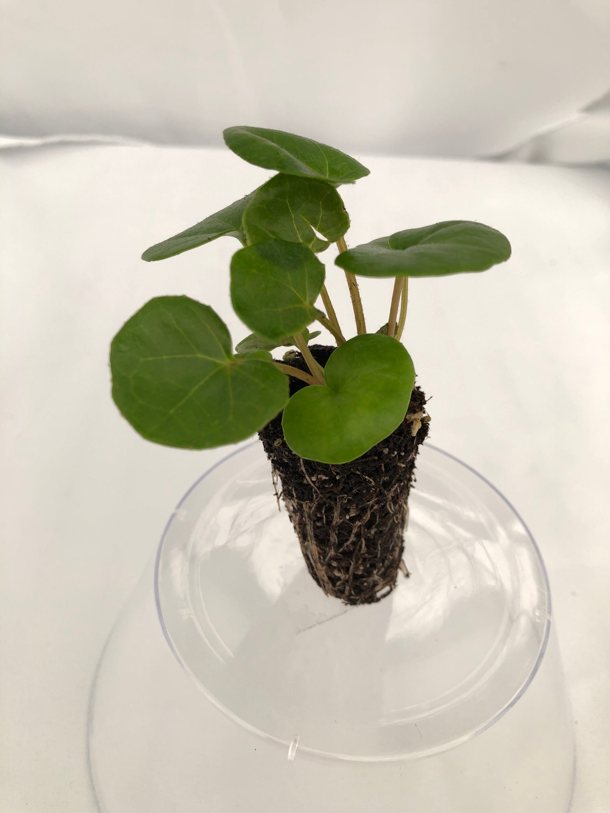 Farfugium Gigantea  72 cell