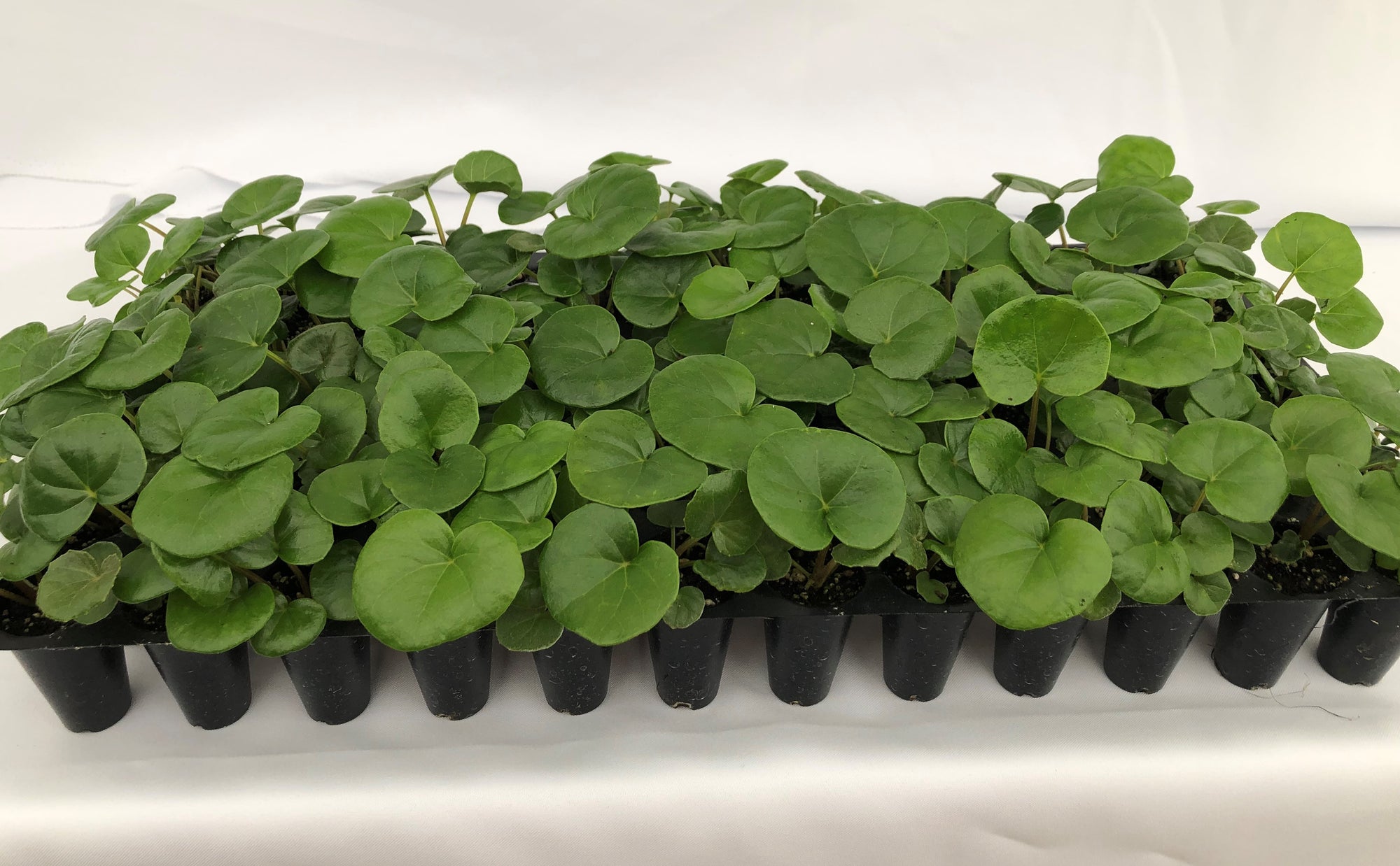 Farfugium Gigantea  72 cell