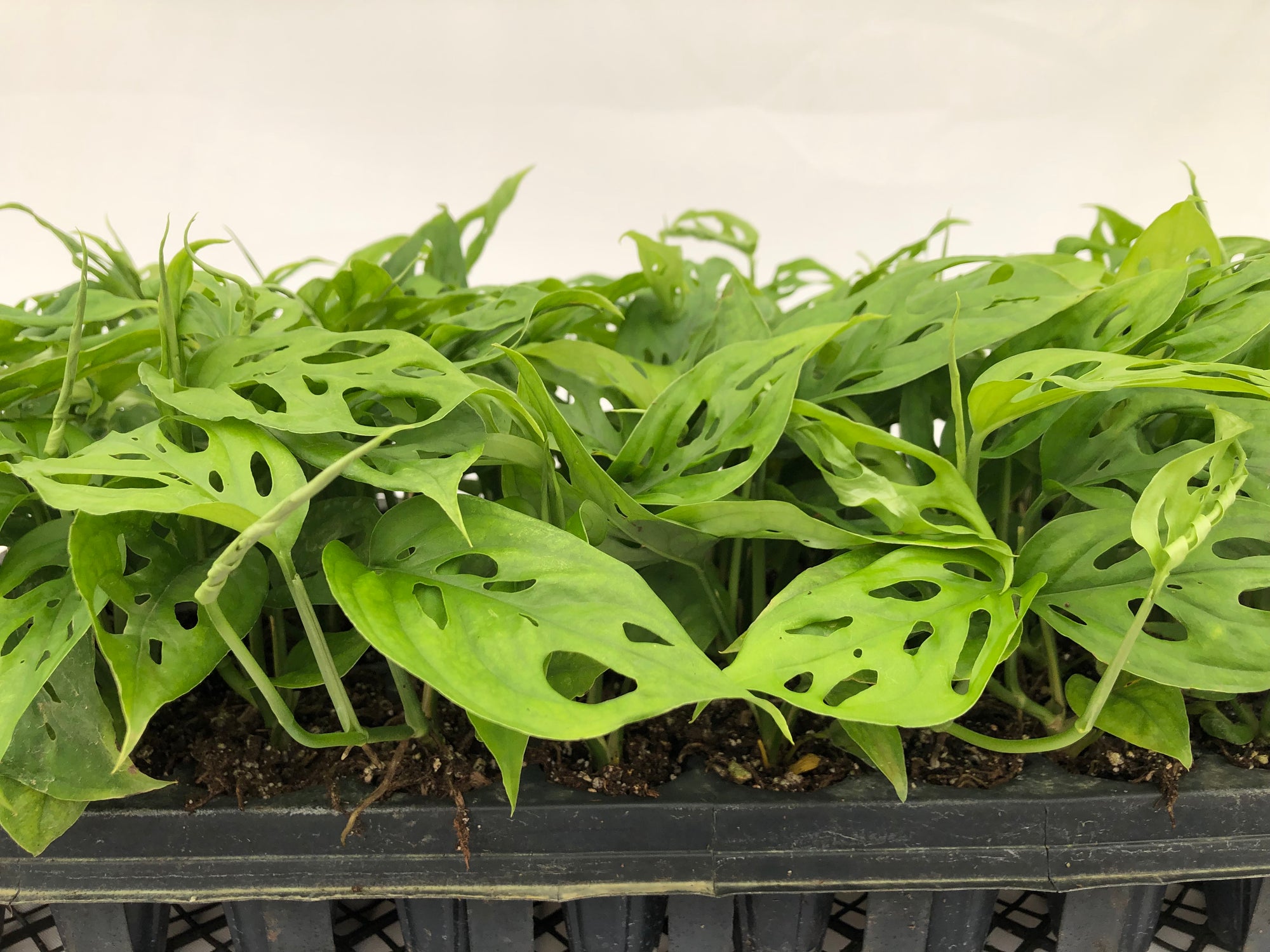 Monstera Adansonii #4 72 cell