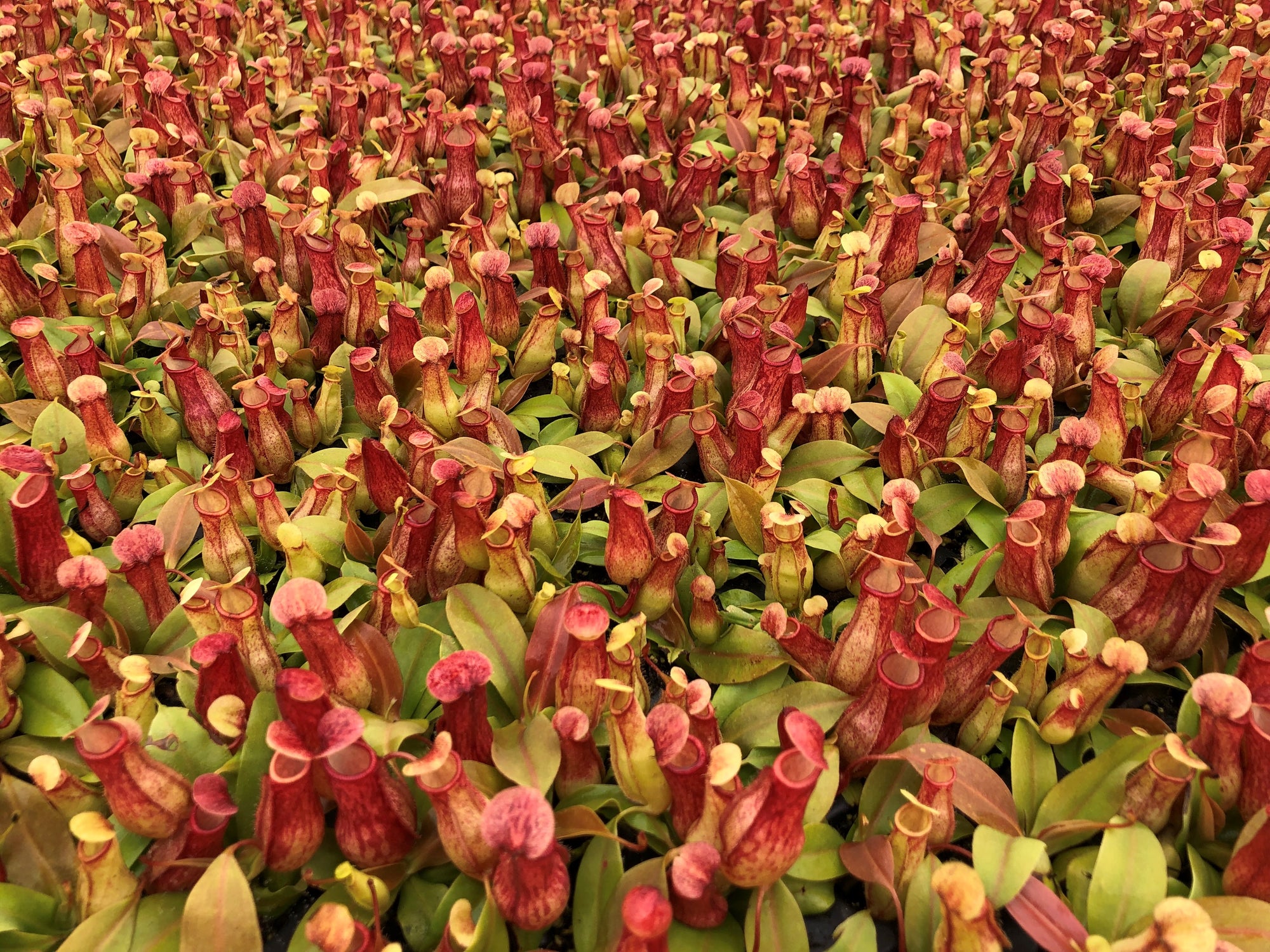 Nepenthes 'St. Gaya' 72 cell