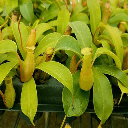 Nepenthes 'Alata'