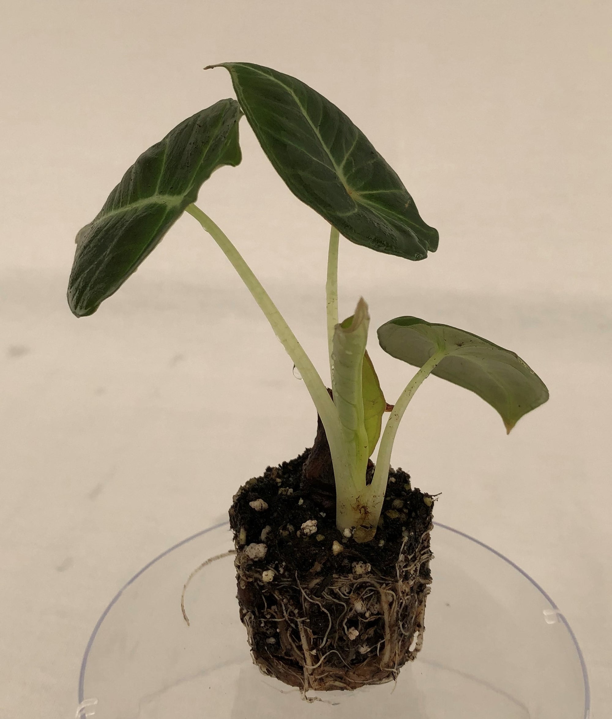 Alocasia 'Black Velvet' 72 cell