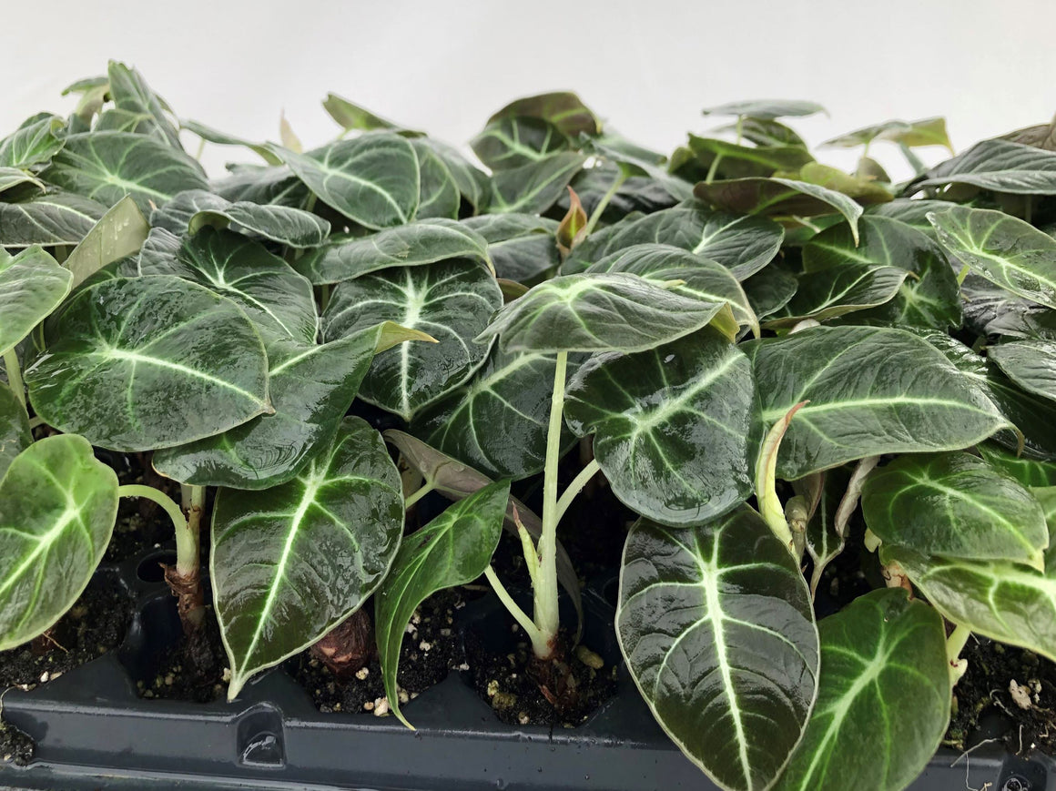 Alocasia 'Black Velvet' 72 cell