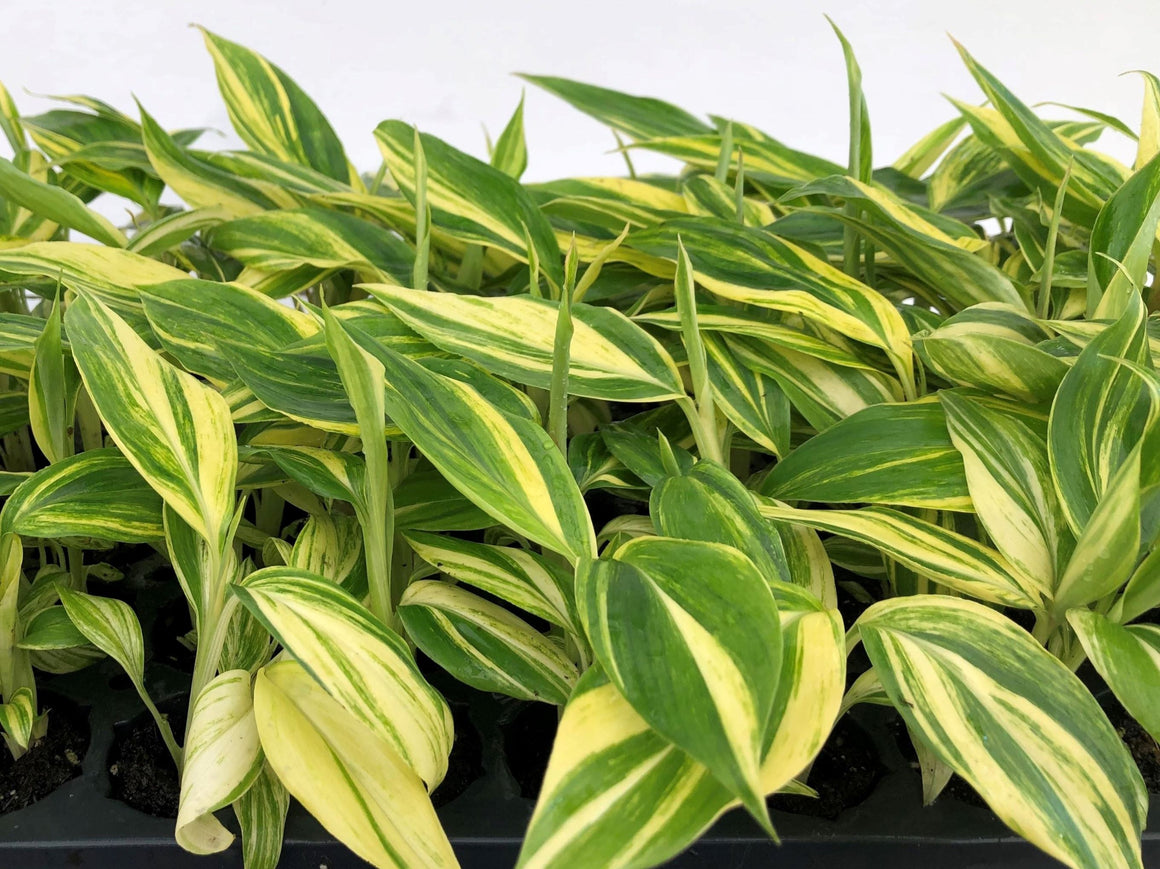philodendron xanadu enzie Philodendron Enzie For Sale, Wholesale Plants