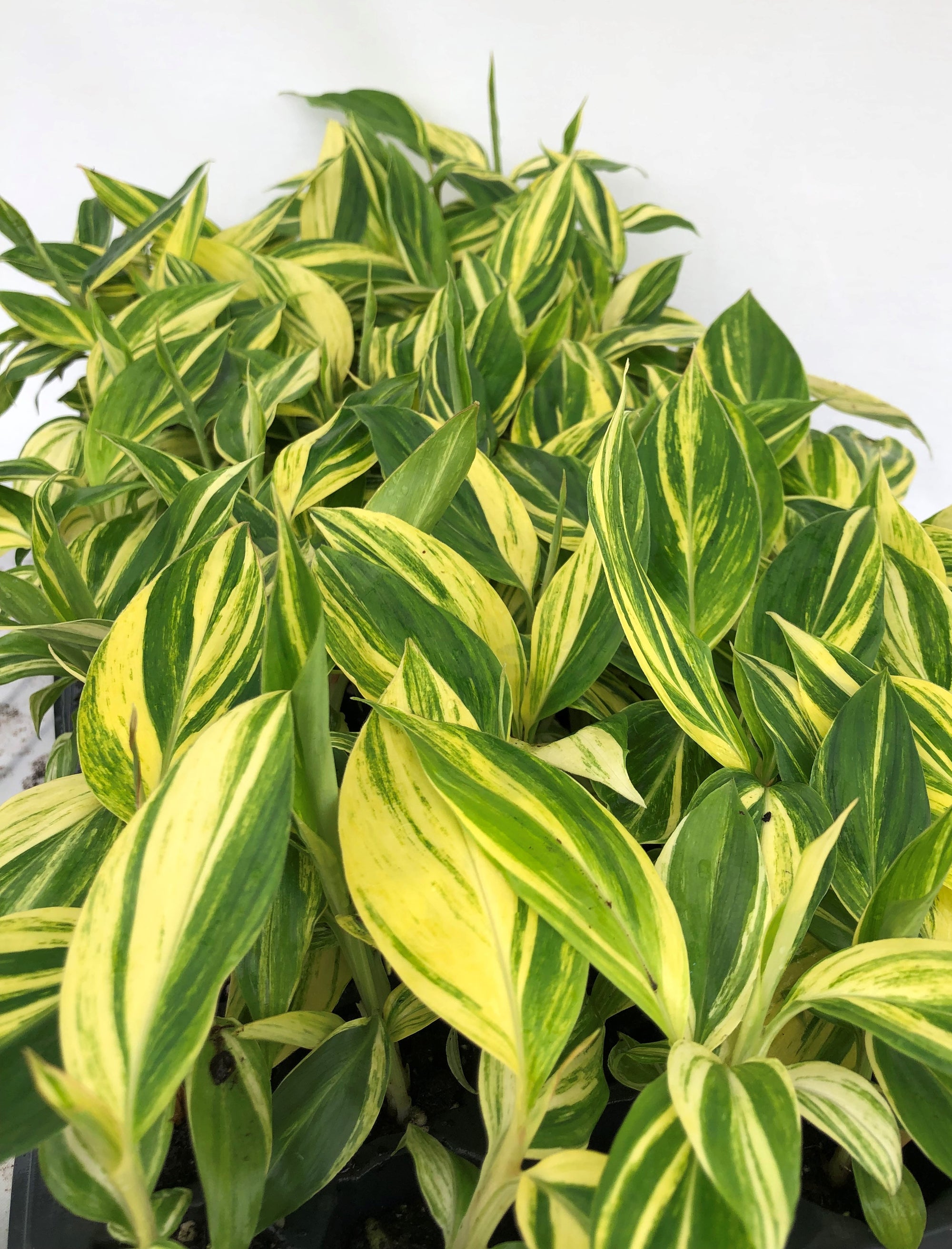 Alpinia Zerumbet 'Variegata' 72 cell