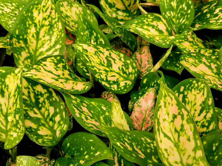 Aglaonema 'Favonian' 50 cell