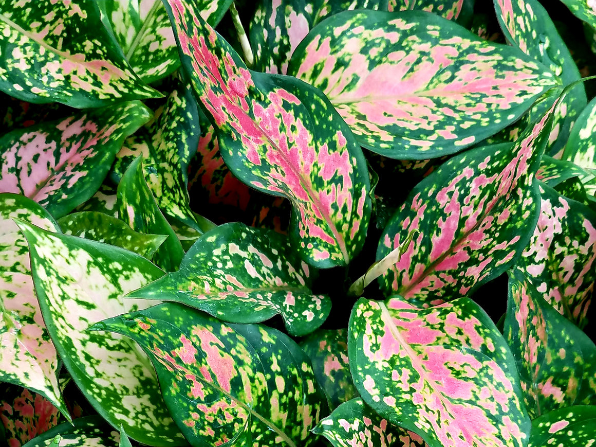 Aglaonema 'Wishes' 50 cell