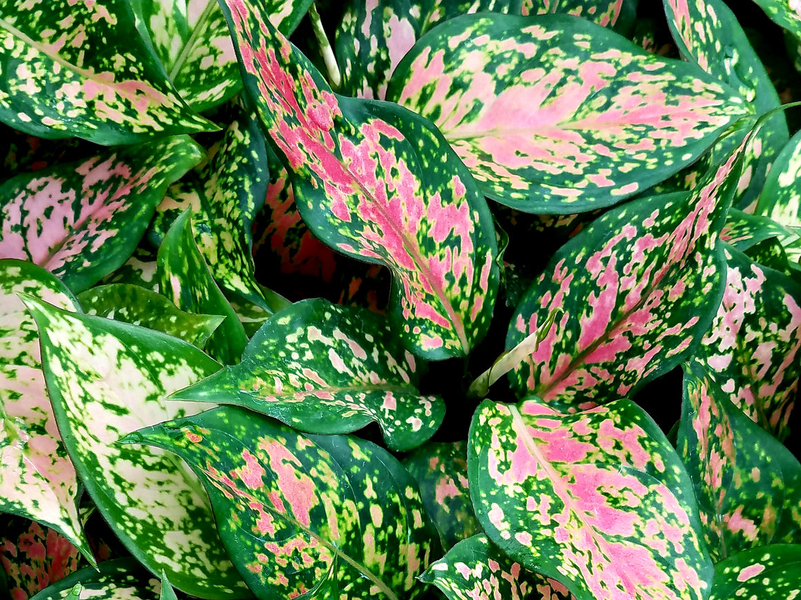 the sill aglaonema wishes Aglaonema Wishes For Sale, Wholesale Plants