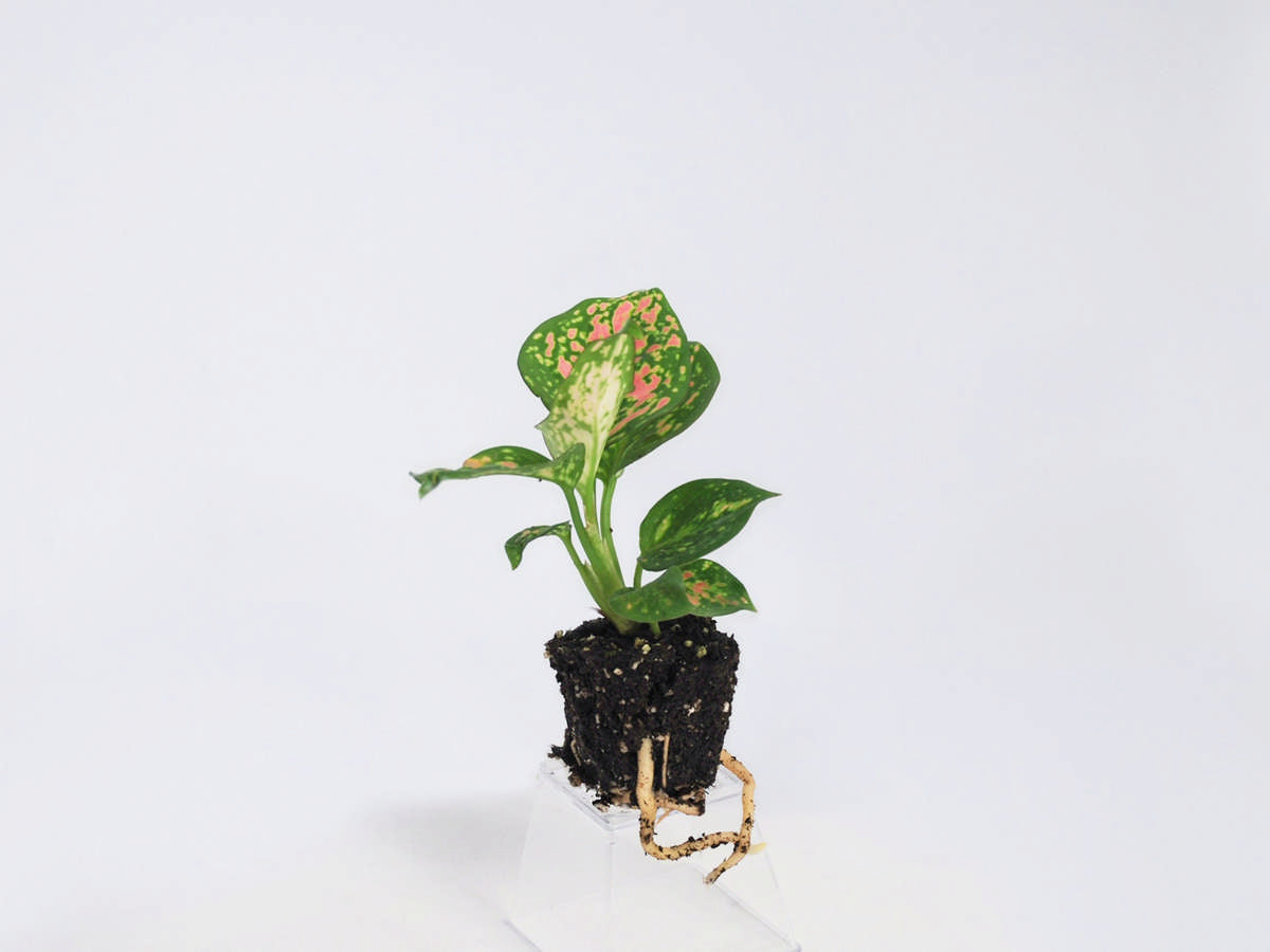 Aglaonema 'Wishes' 50 cell
