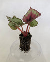 Begonia rex 'Kotobuki' 72 cell