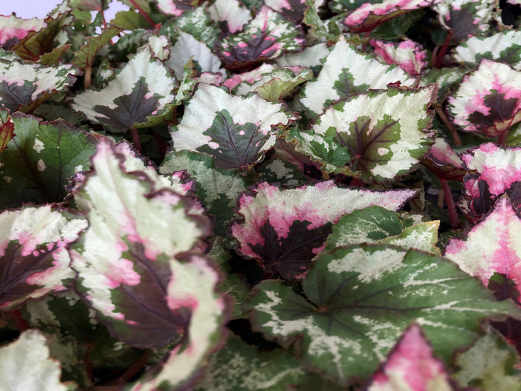 Begonia rex 'Kotobuki' 72 cell