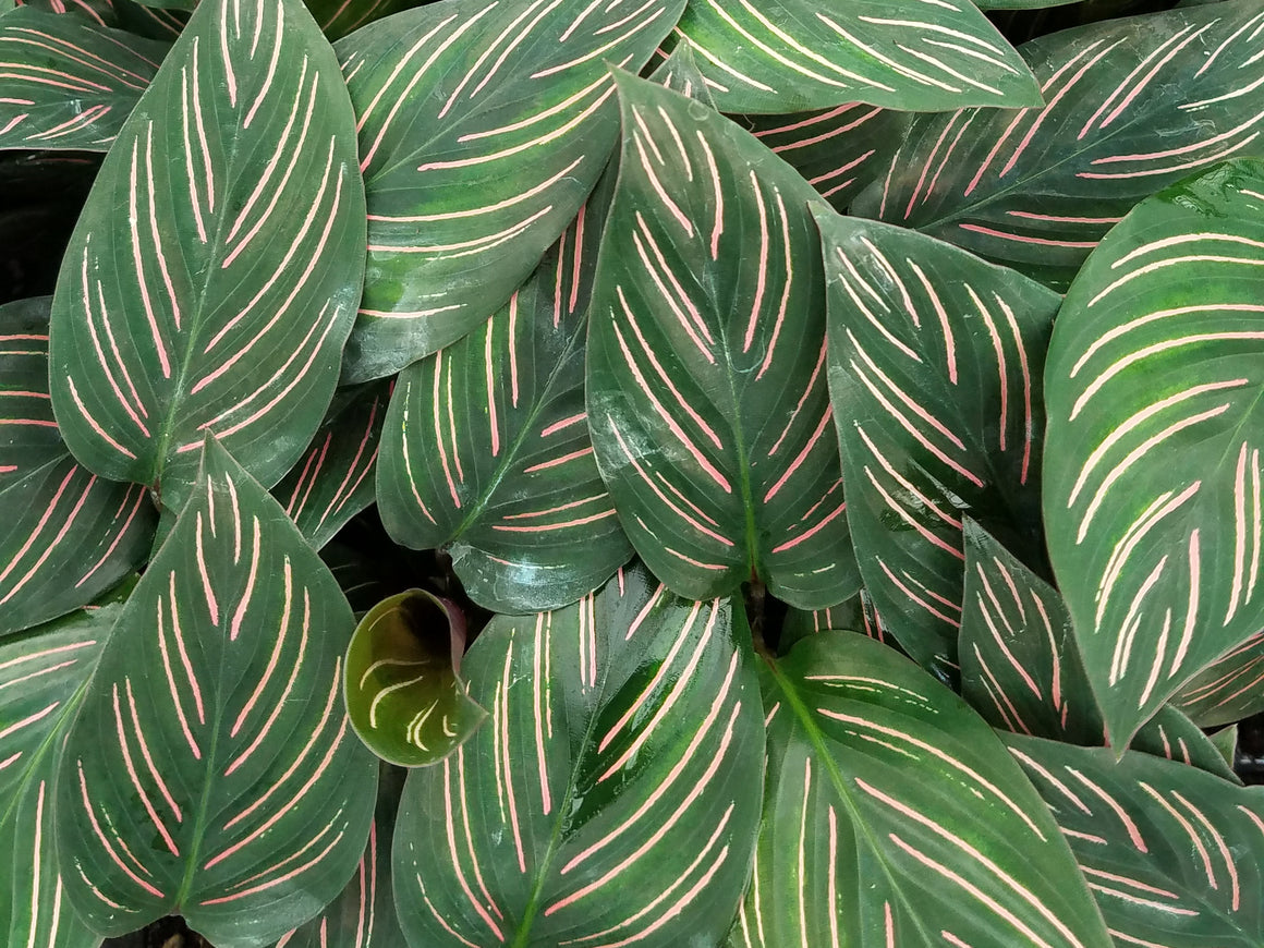 Calathea 'Beauty Star' 72 cell