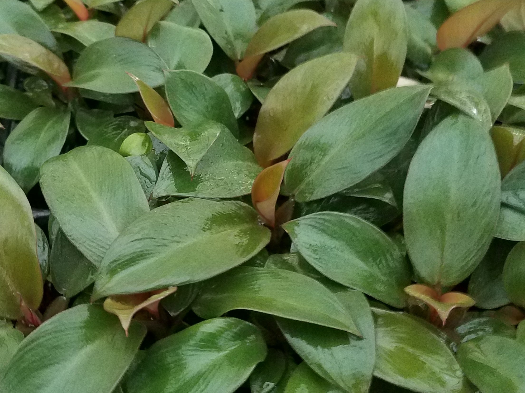 philodendron black cardinal for sale Philodendron 'Black Cardinal' 72 cell