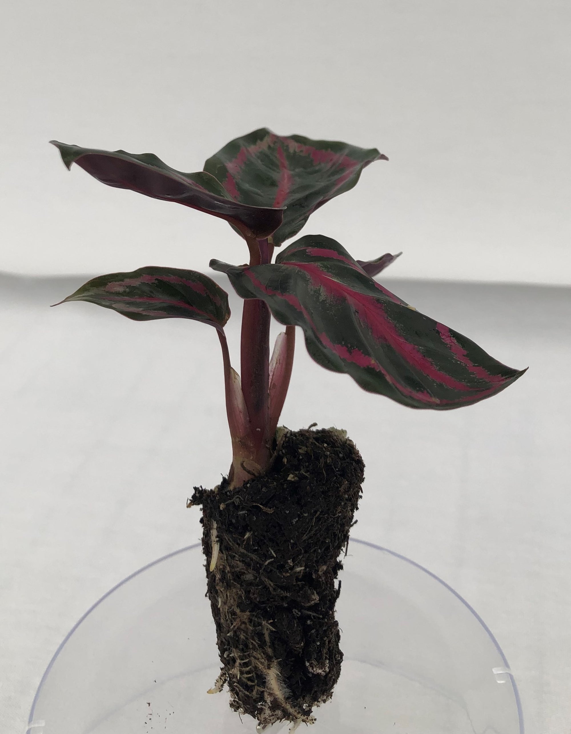 Calathea Roseopicta  72 cell