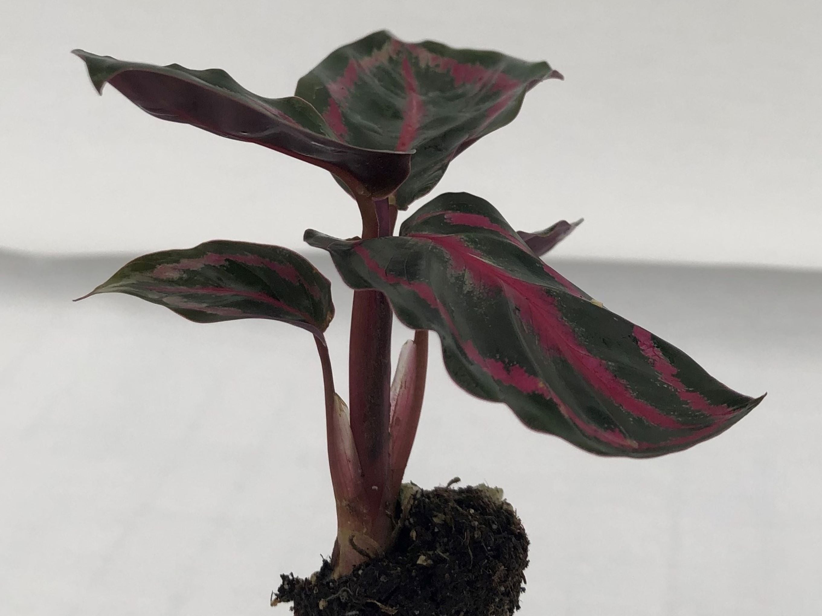calathea aglaonema Calathea Roseopicta 72 cell