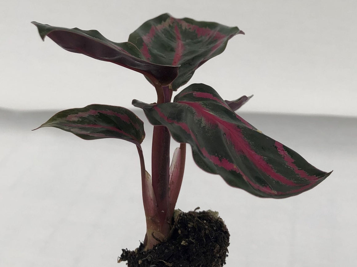 Calathea Roseopicta  72 cell