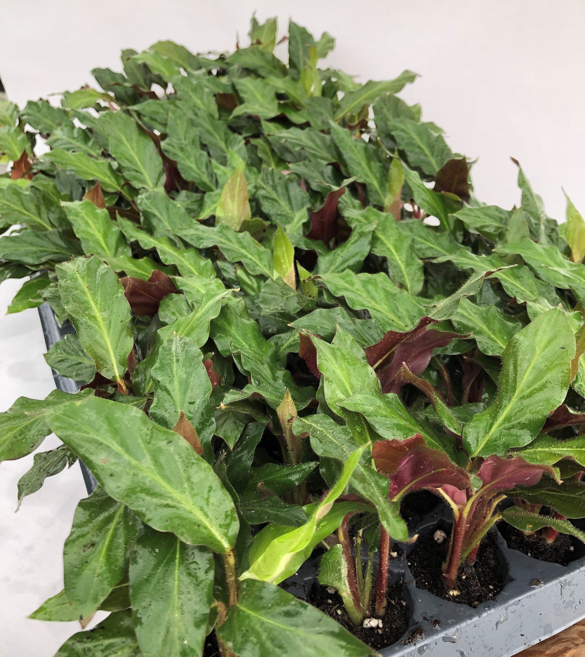 Calathea Rufibarba 72 cell