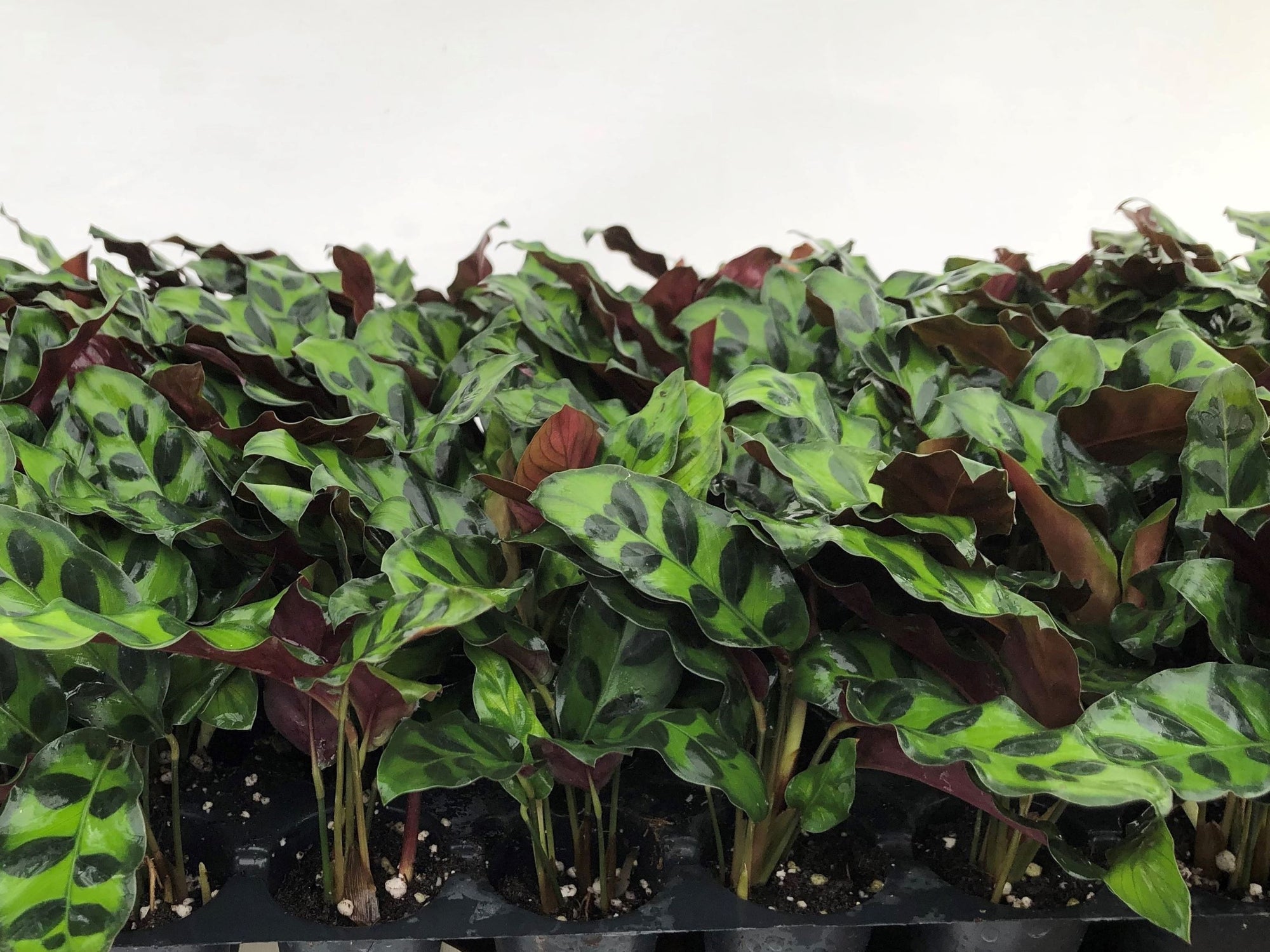 Calathea Lancifolia 72 cell