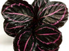 Calathea Dottie 72 cell
