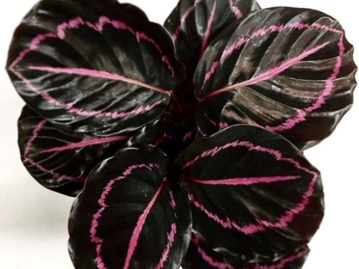 Calathea Dottie 72 cell