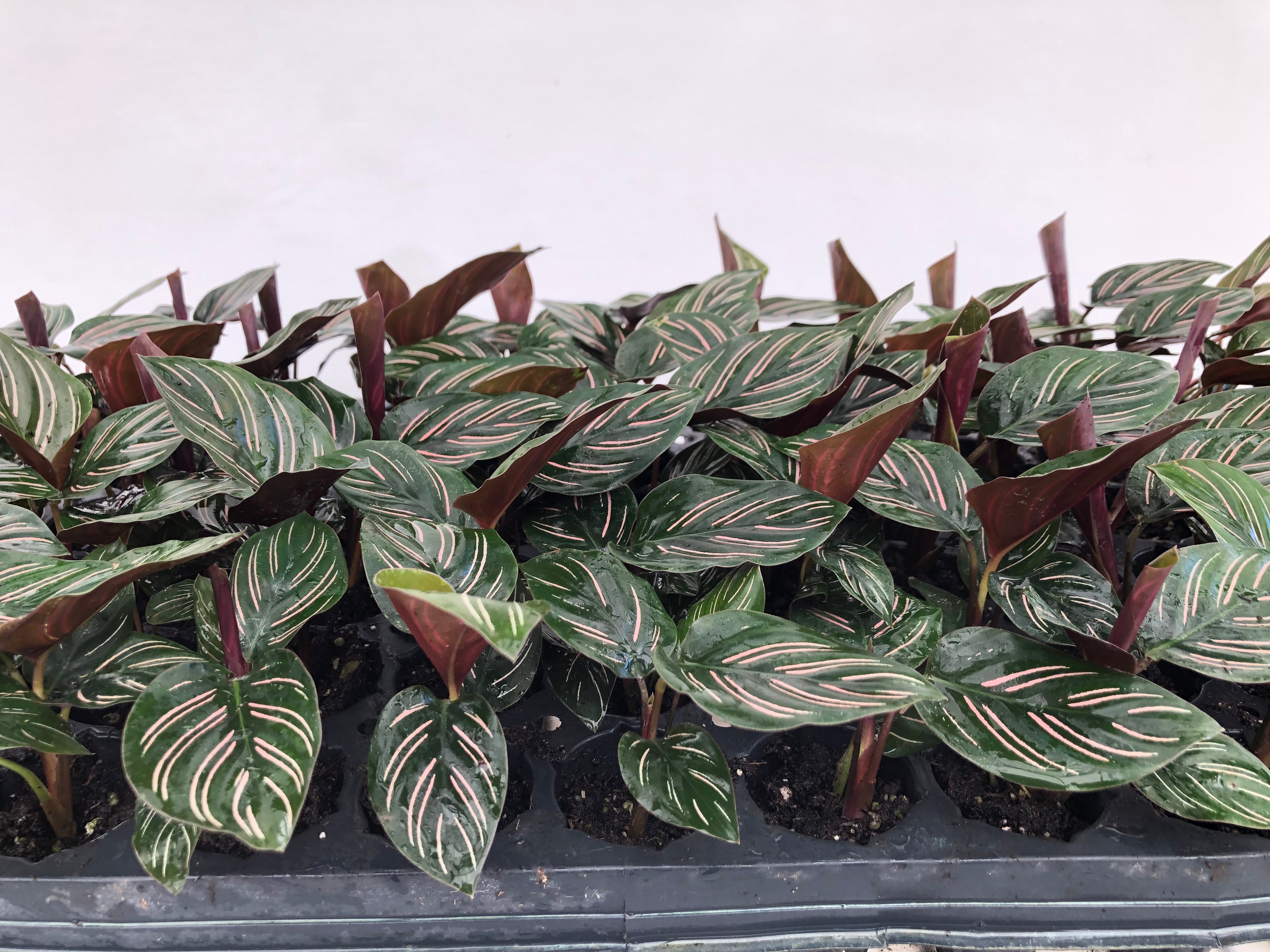 aglaonema ornata Calathea Ornata For Sale, Wholesale Plants