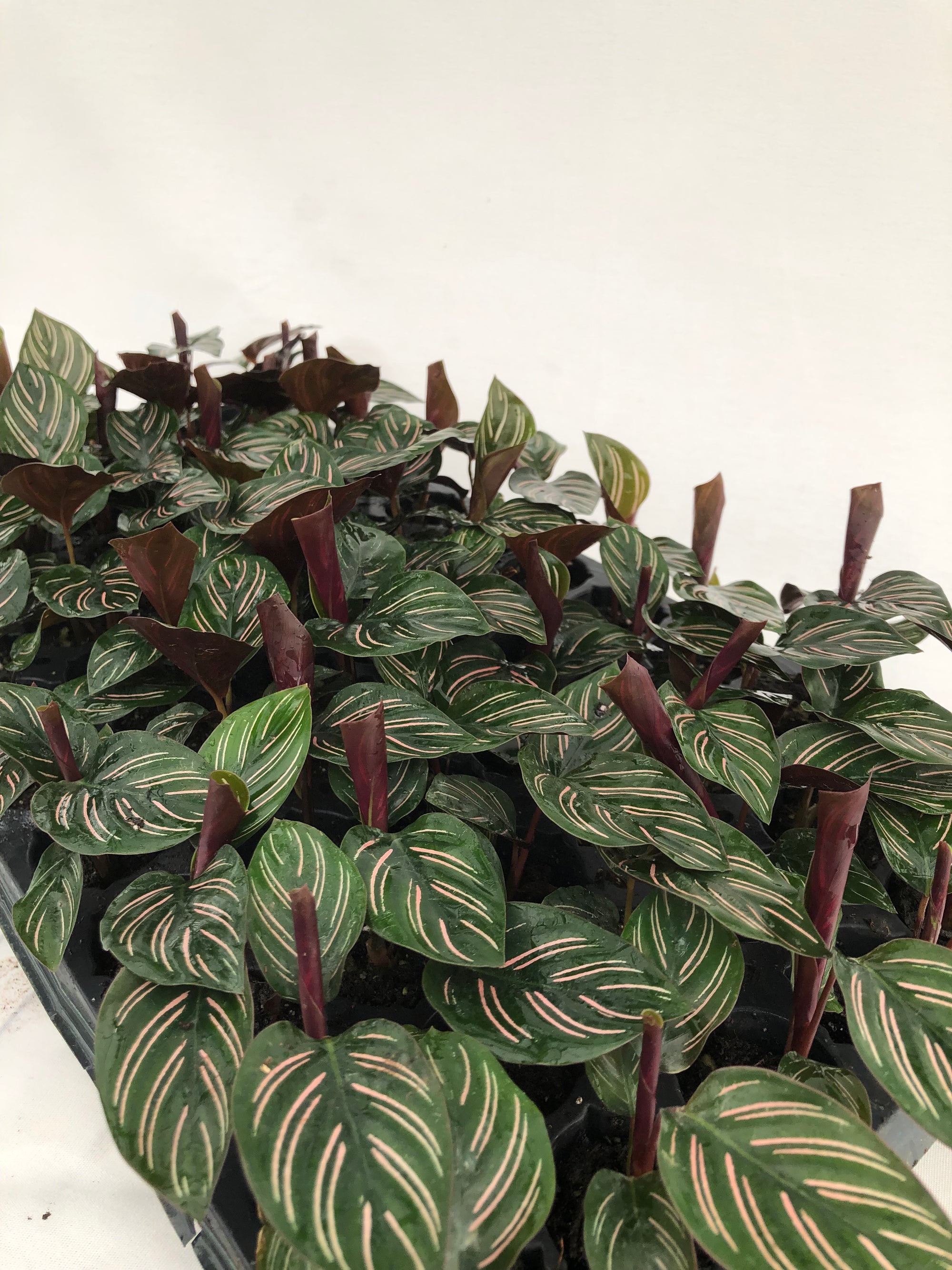 Calathea Ornata 72 cell
