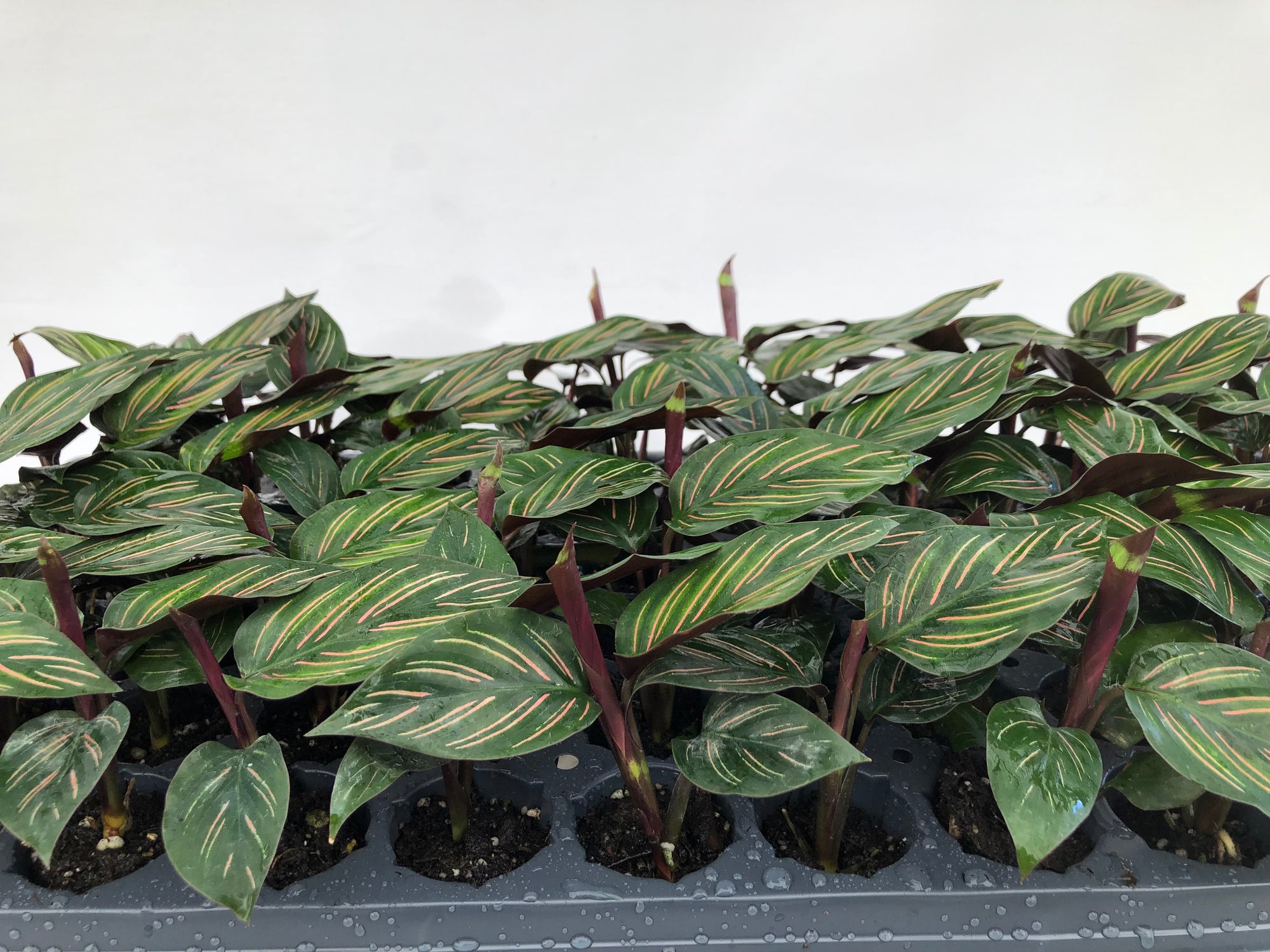Calathea 'Beauty Star' 72 cell