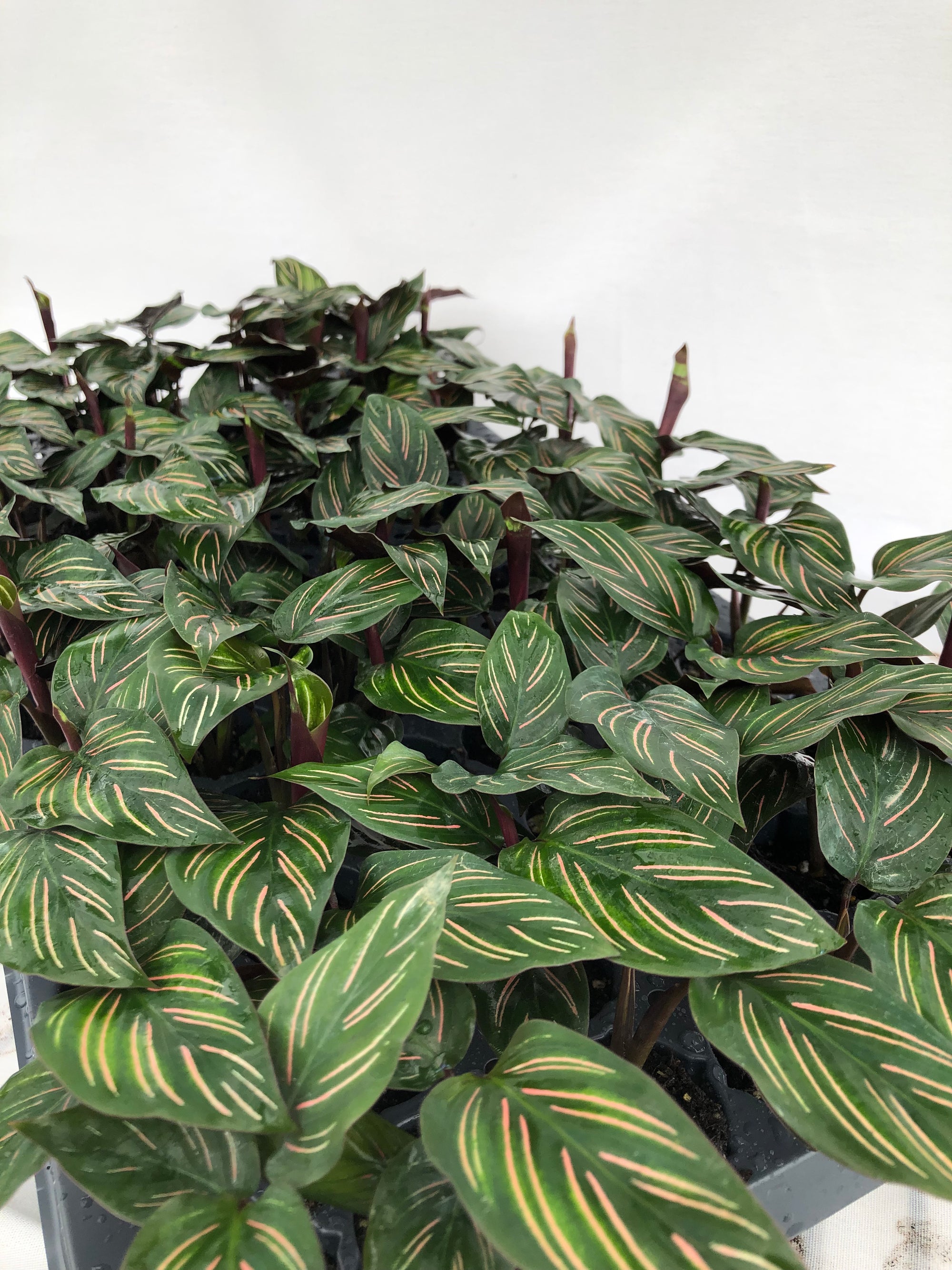 Calathea 'Beauty Star' 72 cell