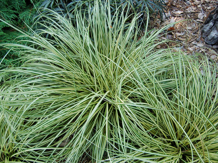 Carex Oshimensis Evergold