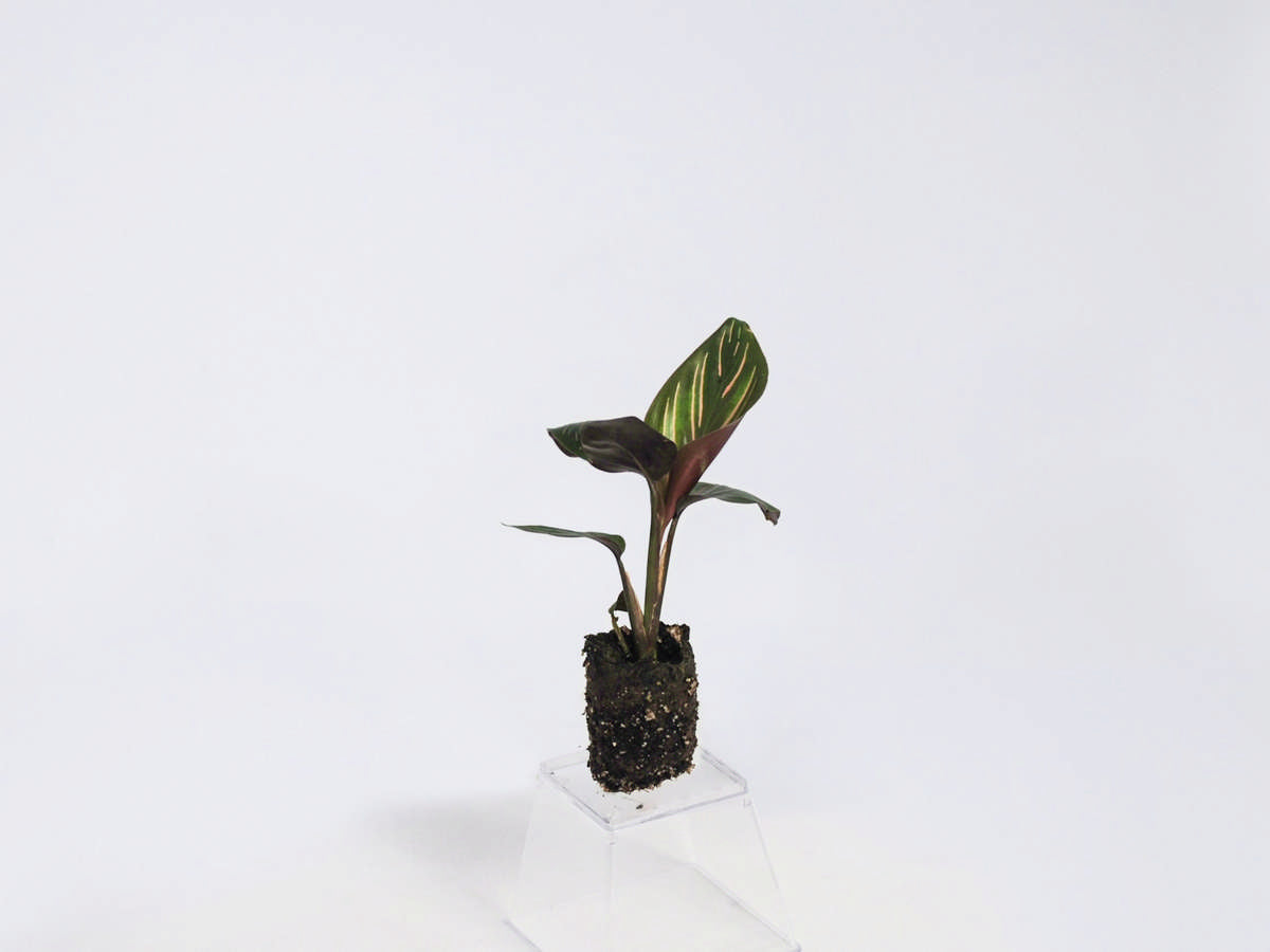 Calathea 'Beauty Star' 72 cell