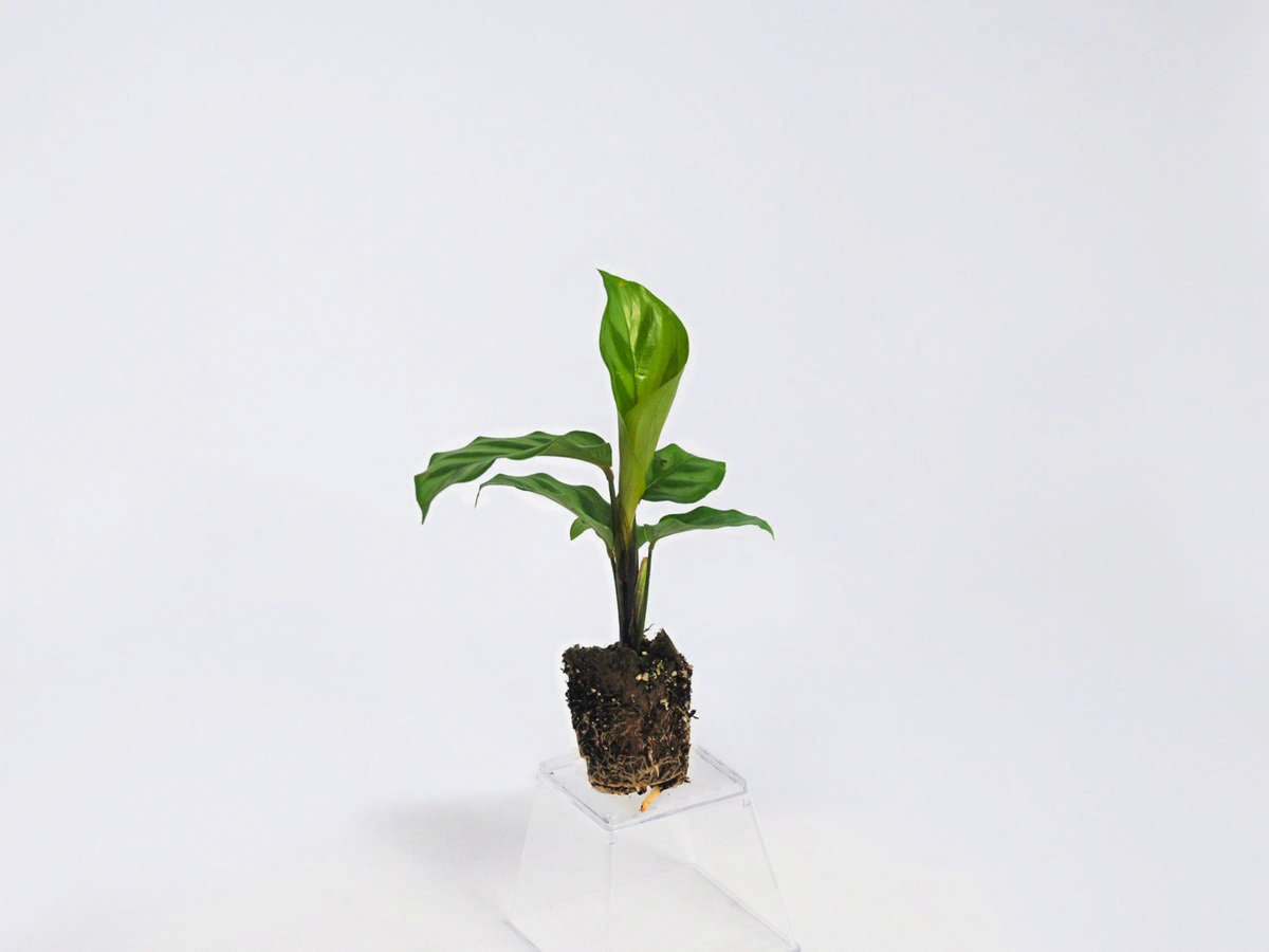 Calathea Freddie 72 cell