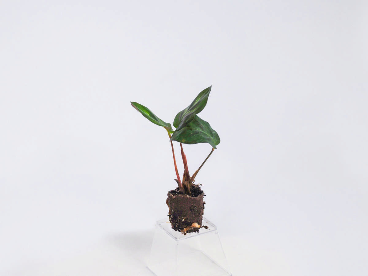 Calathea Makoyana 72 cell