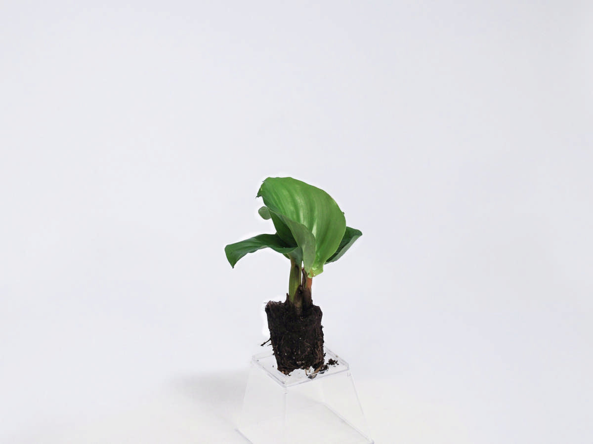 Calathea Orbifolia 72 cell