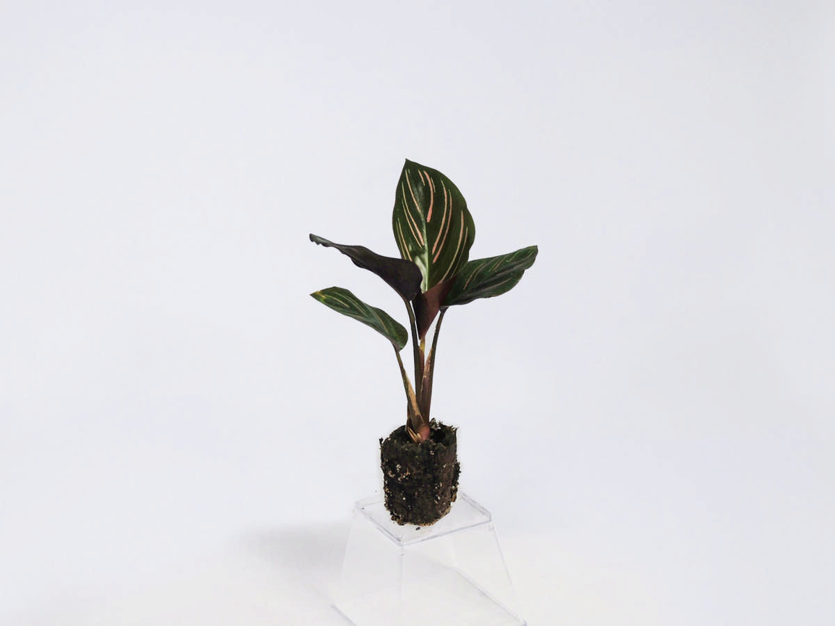 aglaonema ornata Calathea Ornata For Sale, Wholesale Plants
