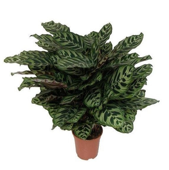 Calathea Makoyana 72 cell