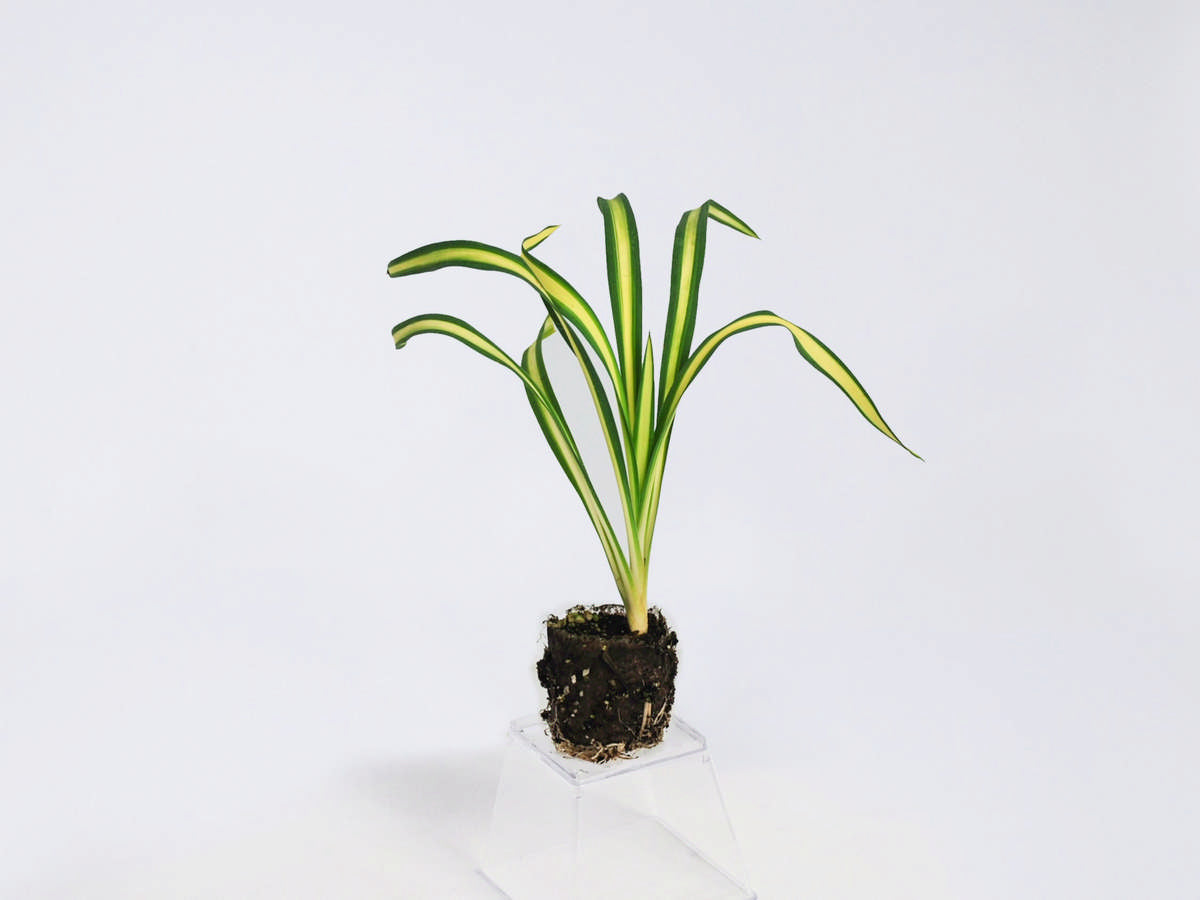 Yucca Filamentosa 'Colorguard' 72 cell