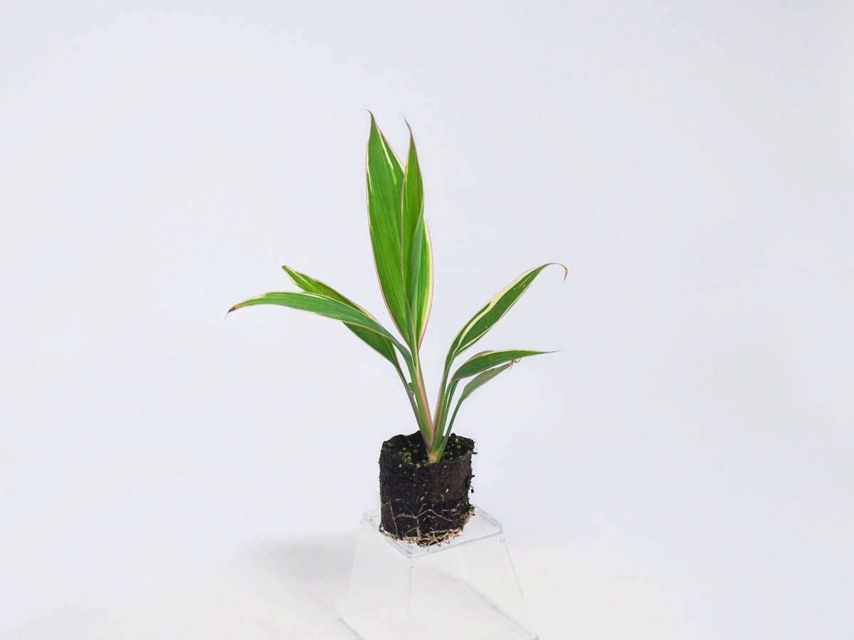 Cordyline Pink Diamond 72 cell