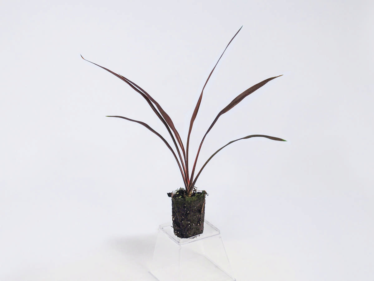Cordyline 'Red Star' 72 cell