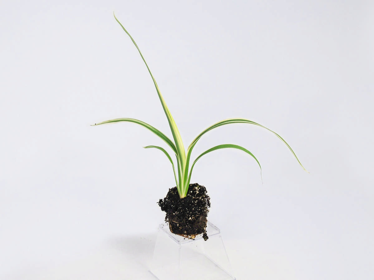 Dianella Tasmanica 'Variegata' 72 cell