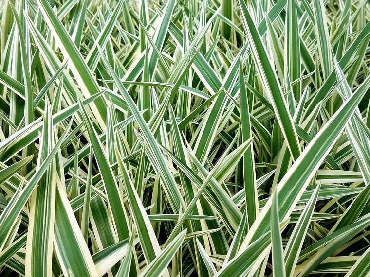 Dianella Tasmanica 'Variegata' 72 cell