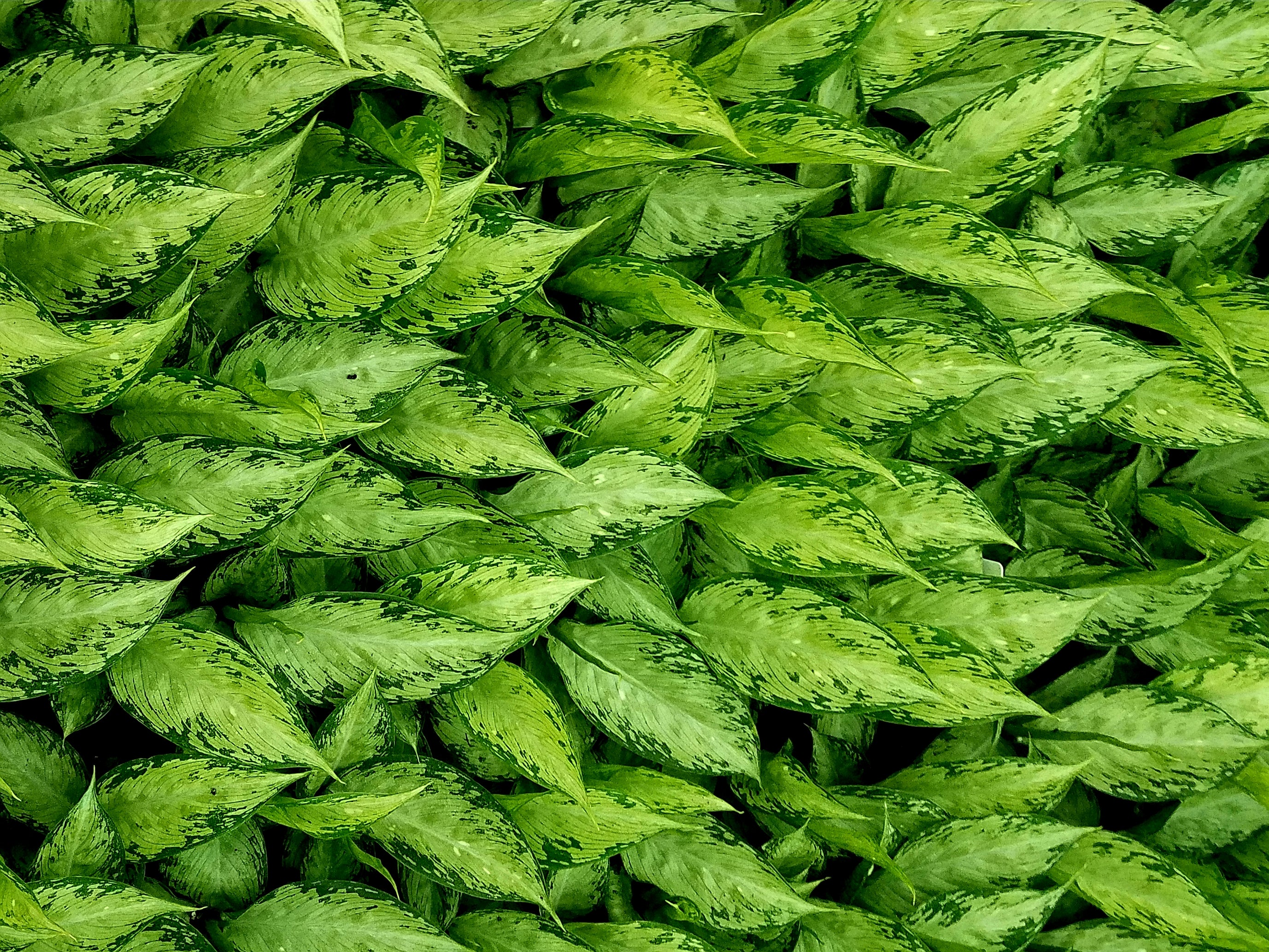 dieffenbachia roja Dieffenbachia Snow For Sale, Wholesale Plants